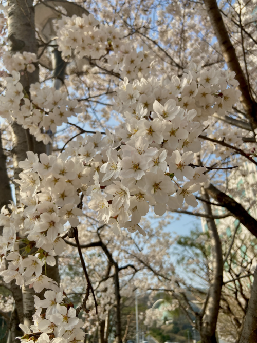 white cherry blossoms against a light blue clear sky