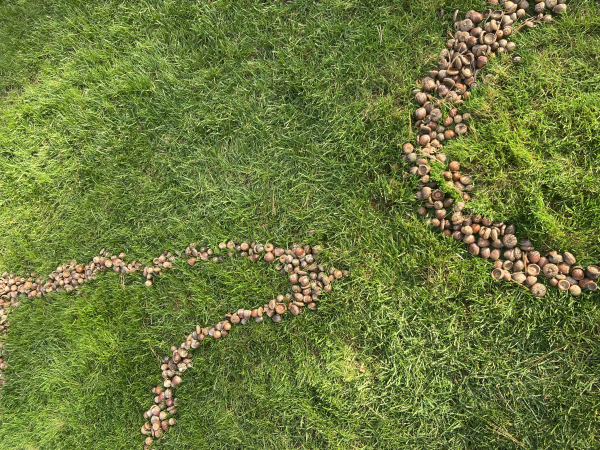 an arrangment of acorns in circular shapes