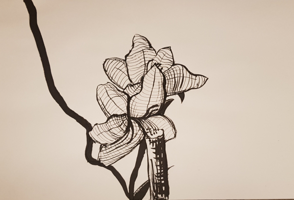 an ink line drawing of two flowers with vines