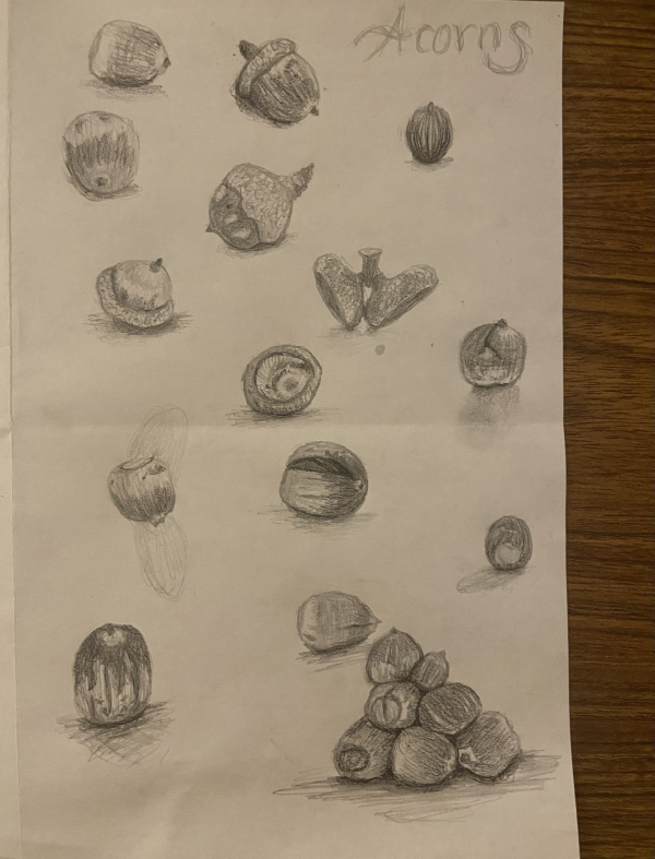 sketches of acorns