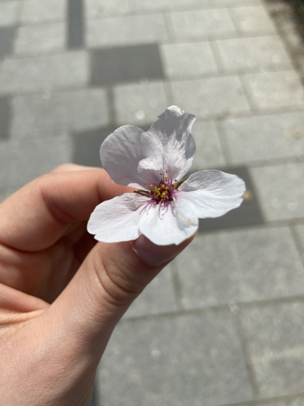 one cherry blossom flower