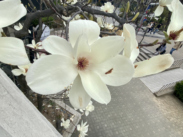 a magnolia flower