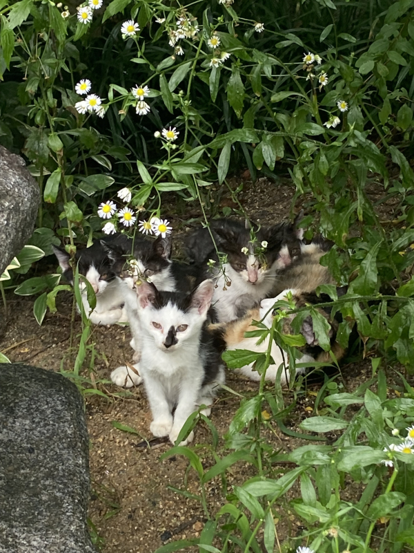 strays kittens sitting in bushes