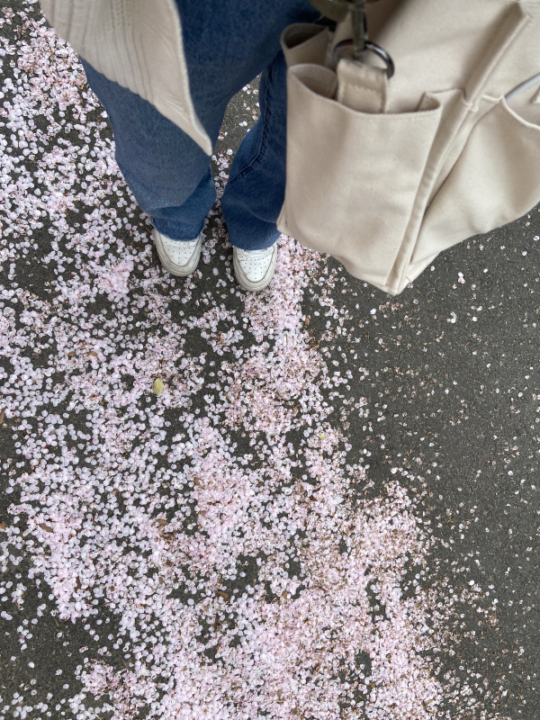 Cherry Blossom Petals all over the cement