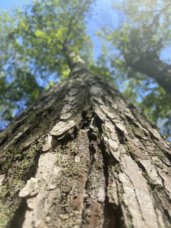 a tree from the perspective of a squirrel