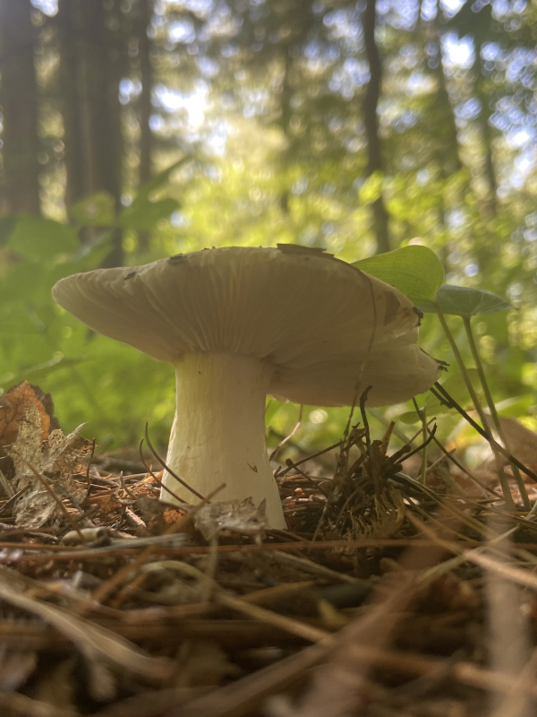 a mushroom from a low perspective