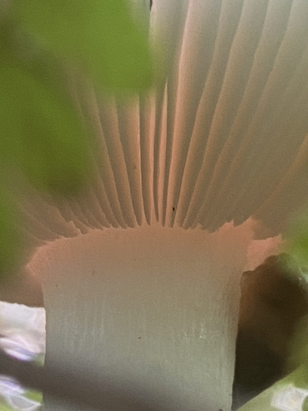 a close up photo of a mushroom