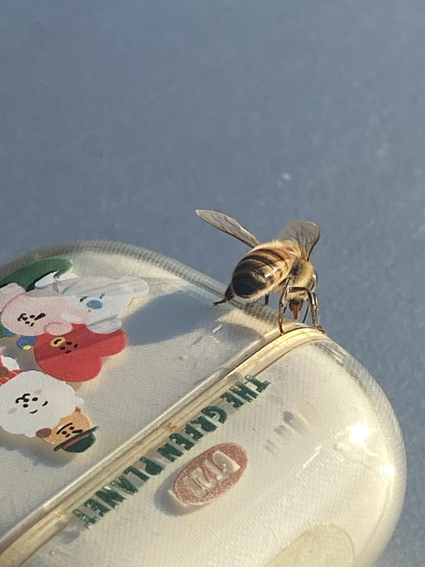 a bee exploring my airpods