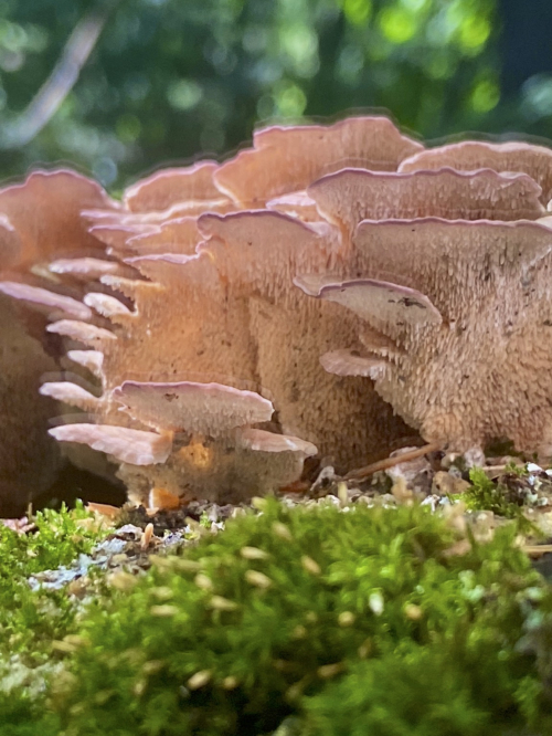 a close up, low-angled photo of a bunch of pinkish white mushrooms.