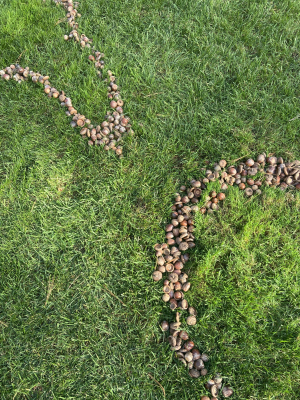 acorns arranged into amorphous blobs